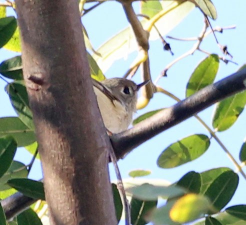 Ruby-crowned Kinglet - ML645969400