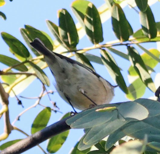Ruby-crowned Kinglet - ML645969401