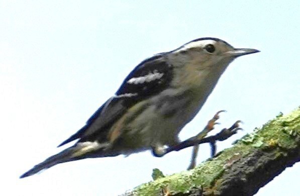 Black-and-white Warbler - ML645969403