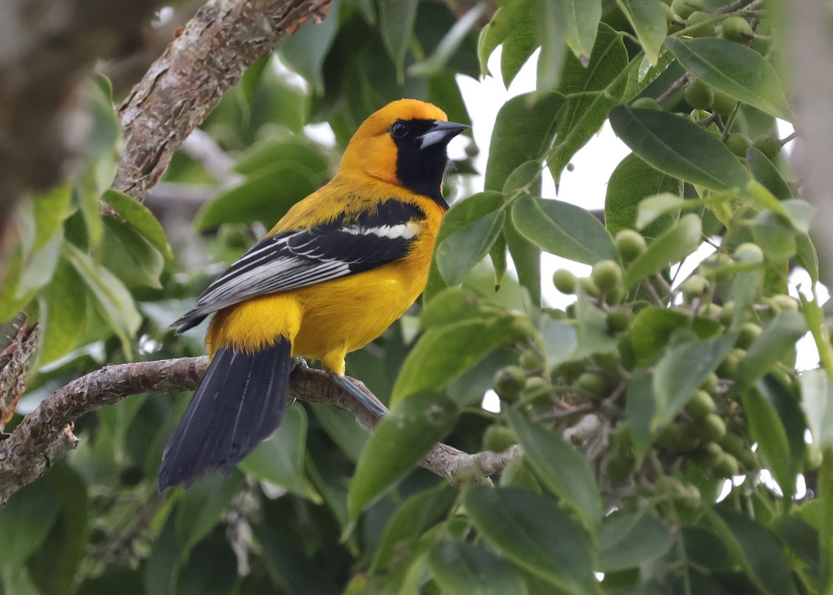 Orange Oriole - ML645969405