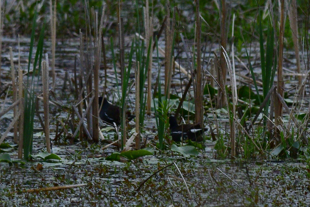 slípka americká - ML645969414