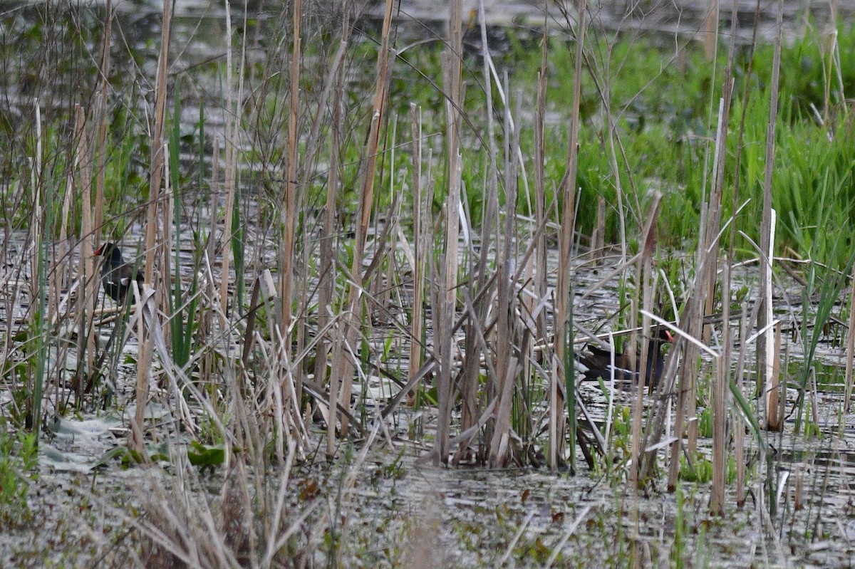 slípka americká - ML645969415