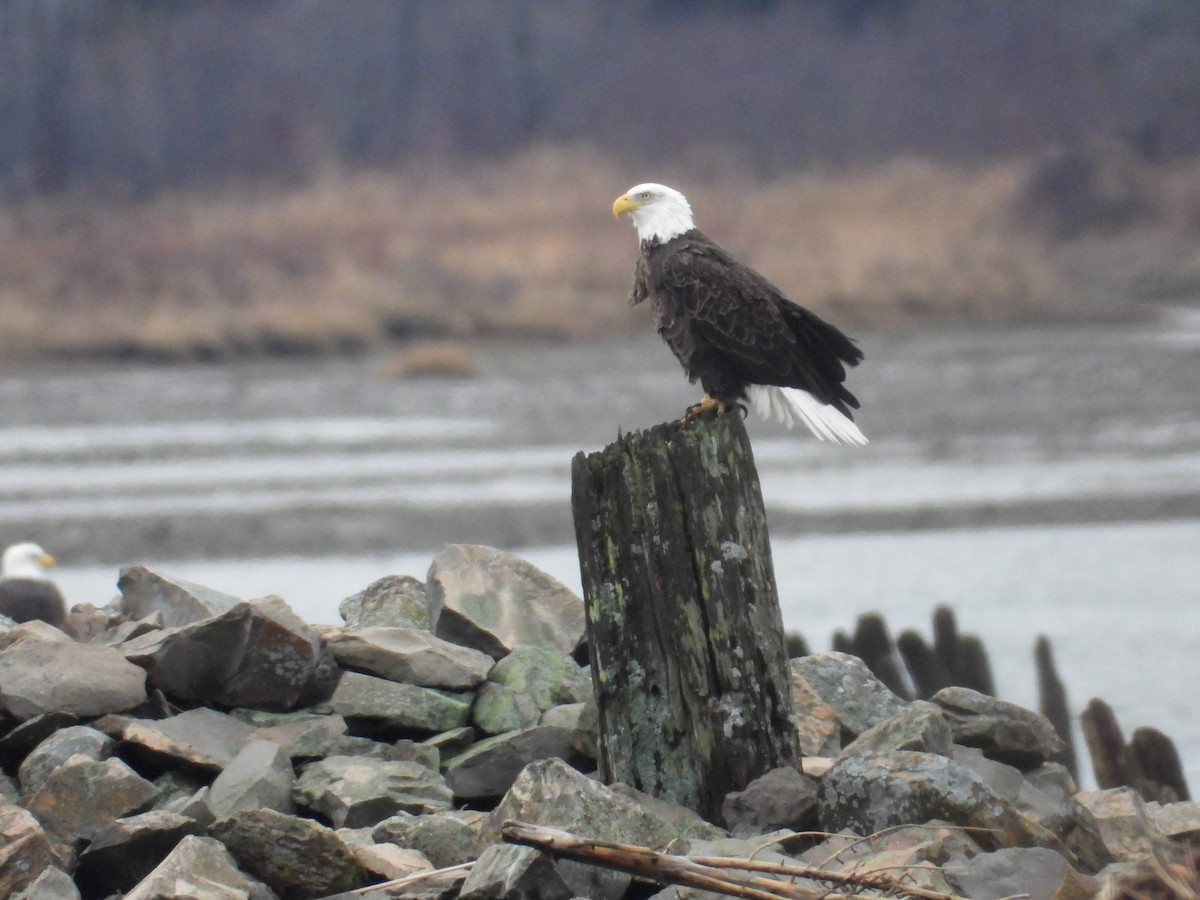 Itsas arrano buruzuria - ML645969418