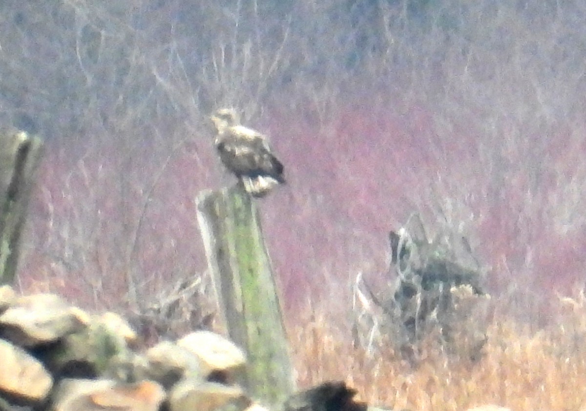 Itsas arrano buruzuria - ML645969419