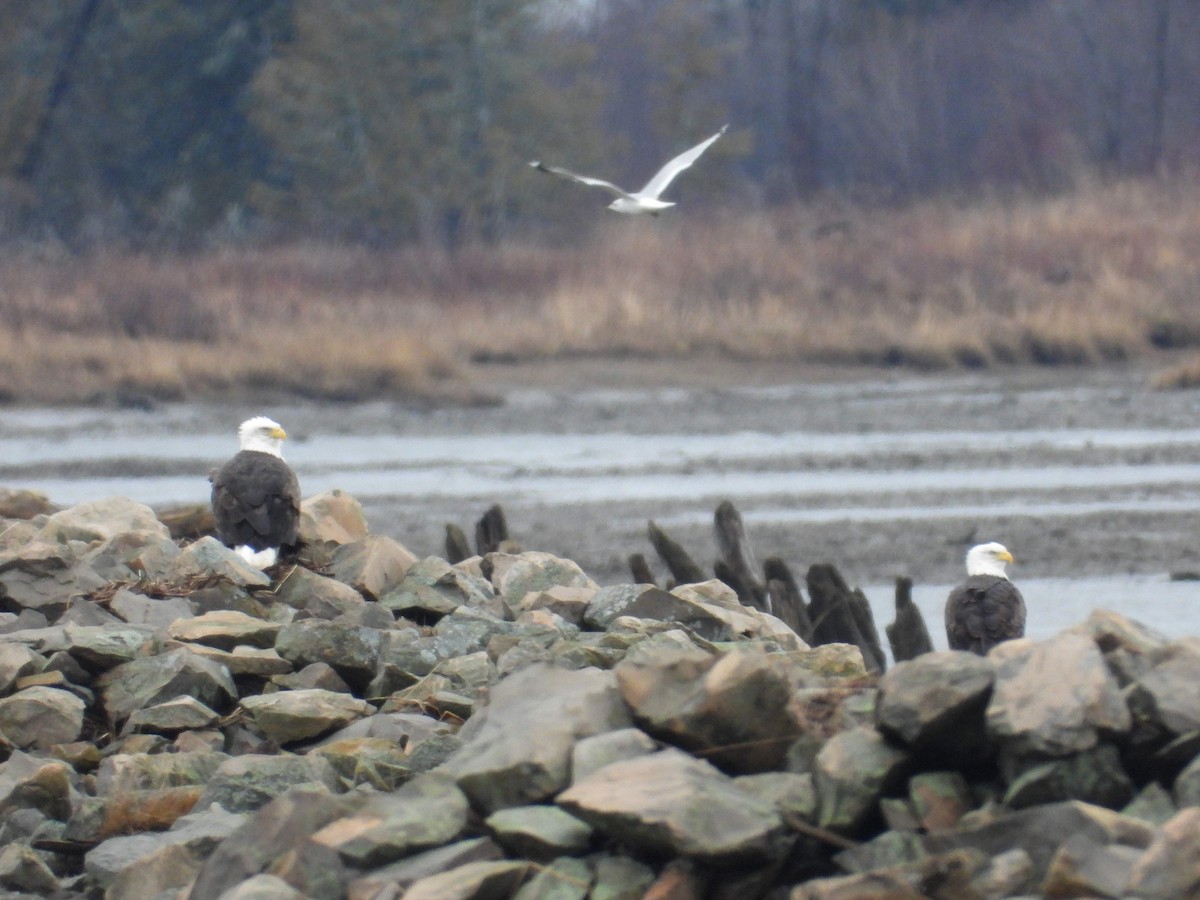 Itsas arrano buruzuria - ML645969420