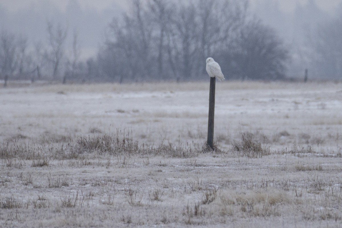 Snowy Owl - ML645969423