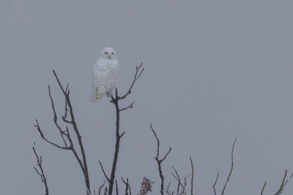 Snowy Owl - ML645969424