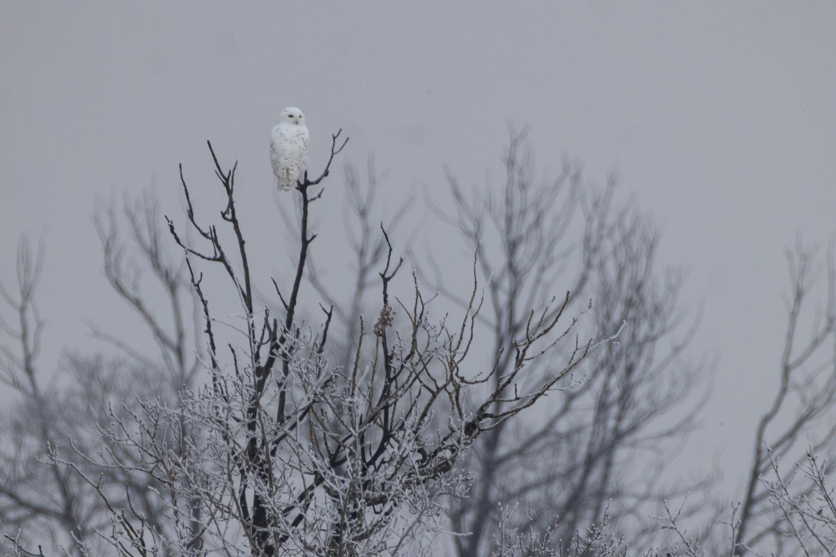 Snowy Owl - ML645969425