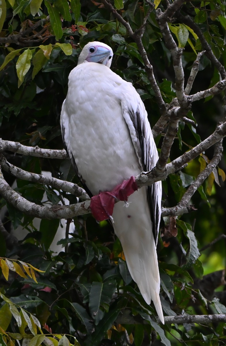 Сула червононога - ML645969429