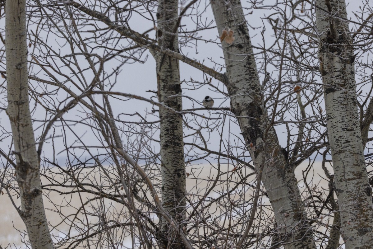 Black-capped Chickadee - ML645969431