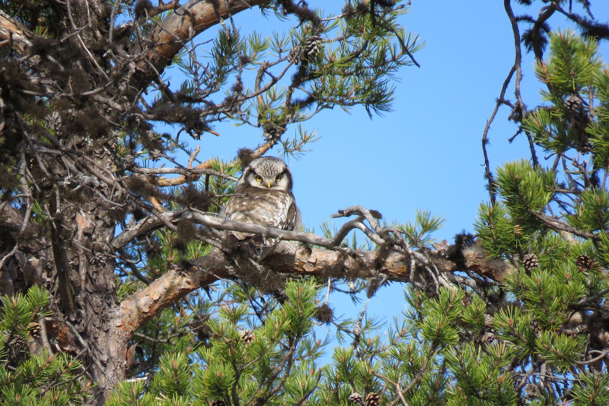 Northern Hawk Owl - ML645969432