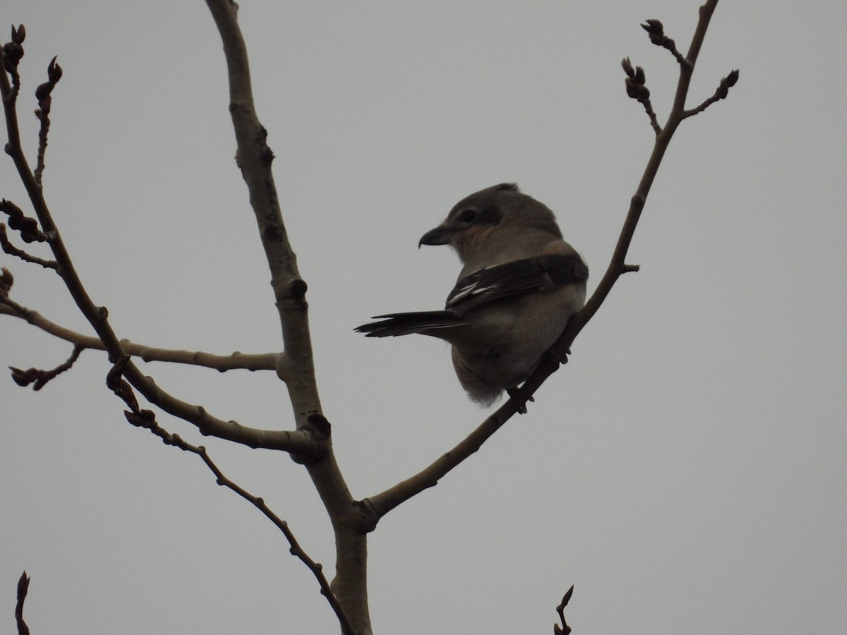 ťuhýk severní - ML645969437