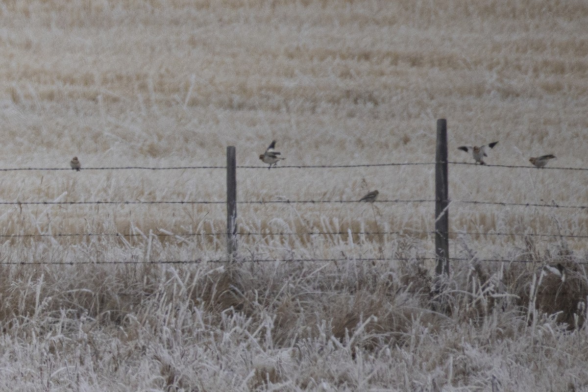 Snow Bunting - ML645969438