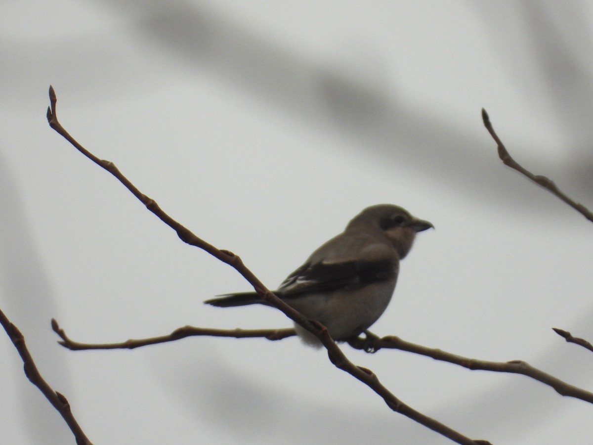 ťuhýk severní - ML645969439