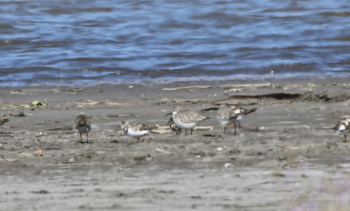 חופית להקנית - ML645969440