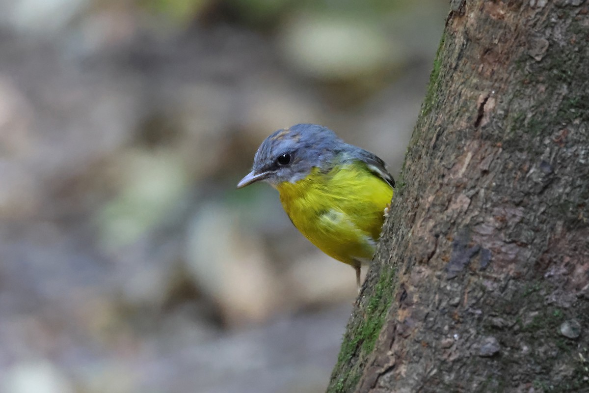 Doğulu Sarı Bülbül - ML645969441