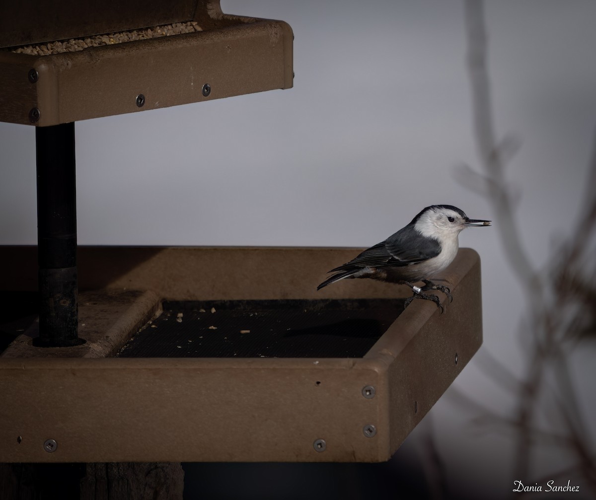 Sittelle à poitrine blanche (groupe lagunae) - ML645969454