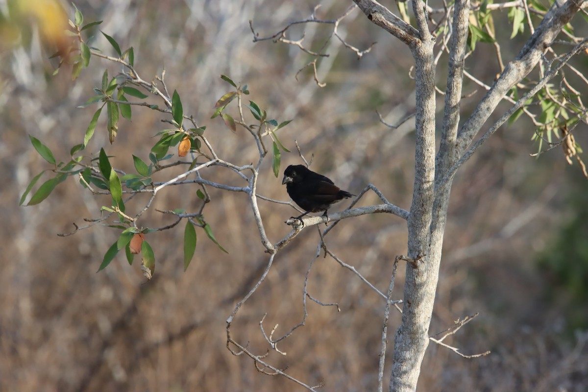 Géospize des cactus - ML645969455