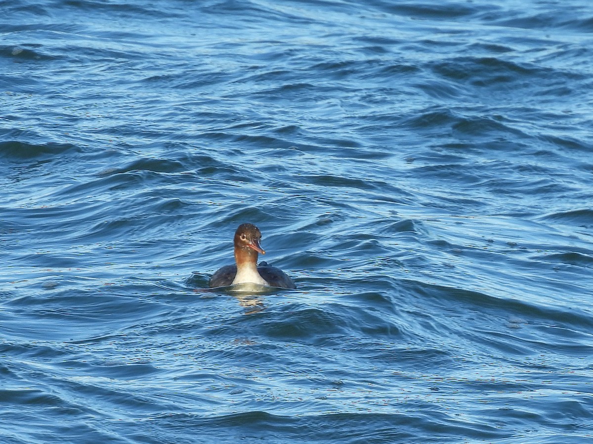 Red-breasted Merganser - ML645969460