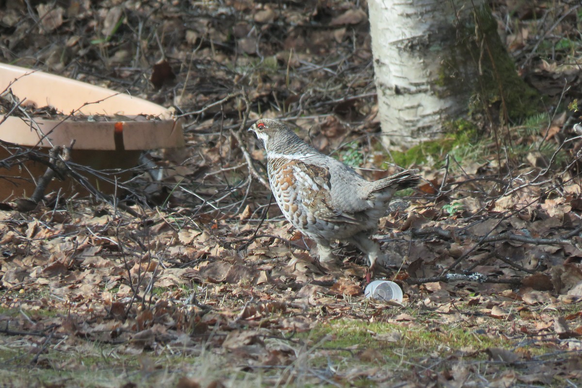 Hazel Grouse - ML645969462