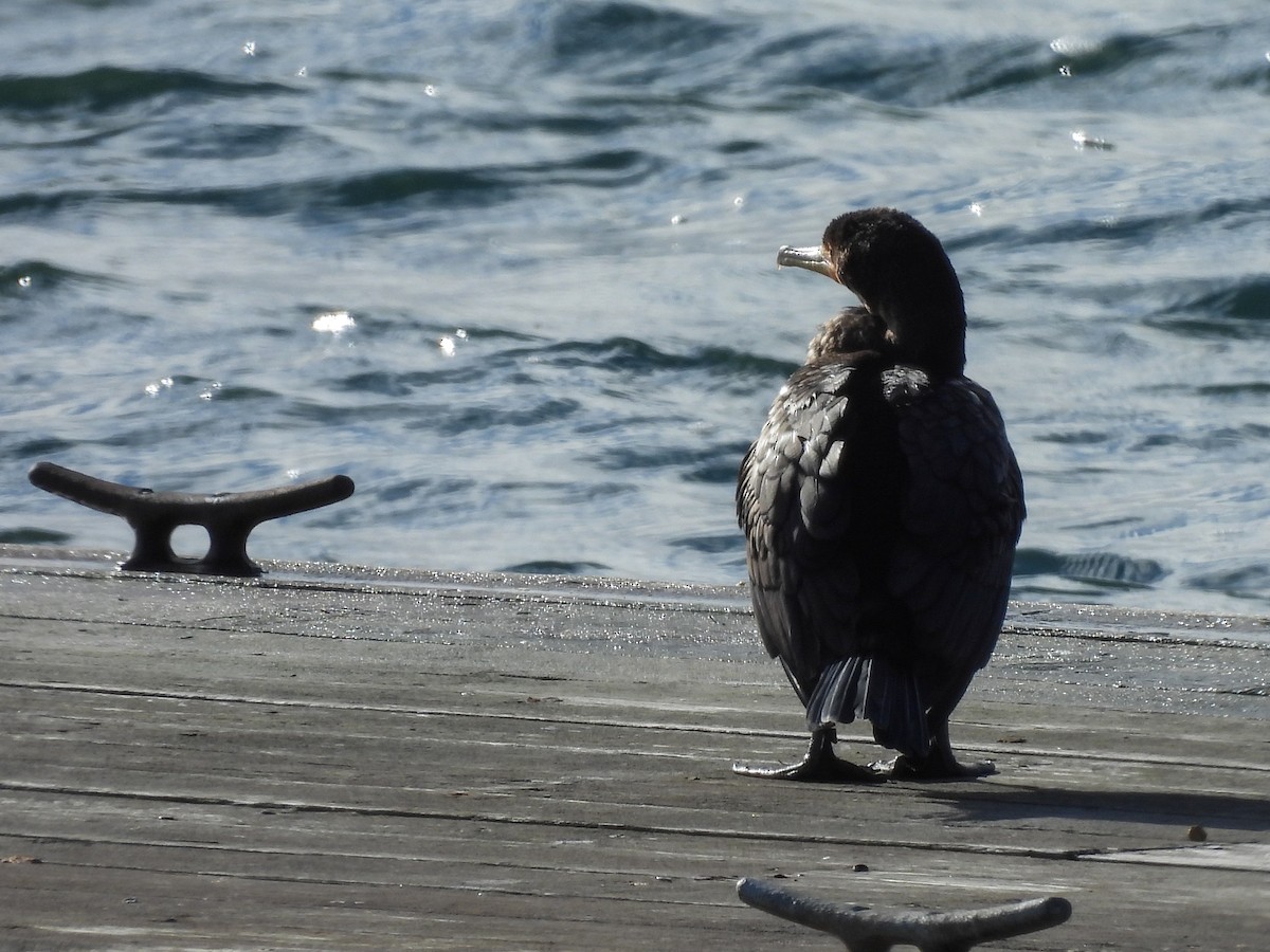 Double-crested Cormorant - ML645969467