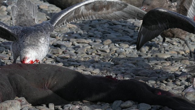Brown Skua (Subantarctic) - ML645969470