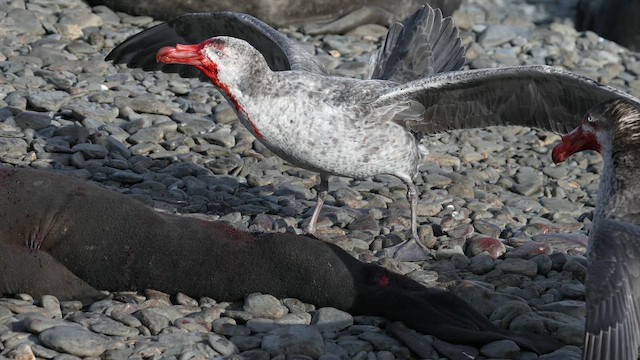 Brown Skua (Subantarctic) - ML645969471