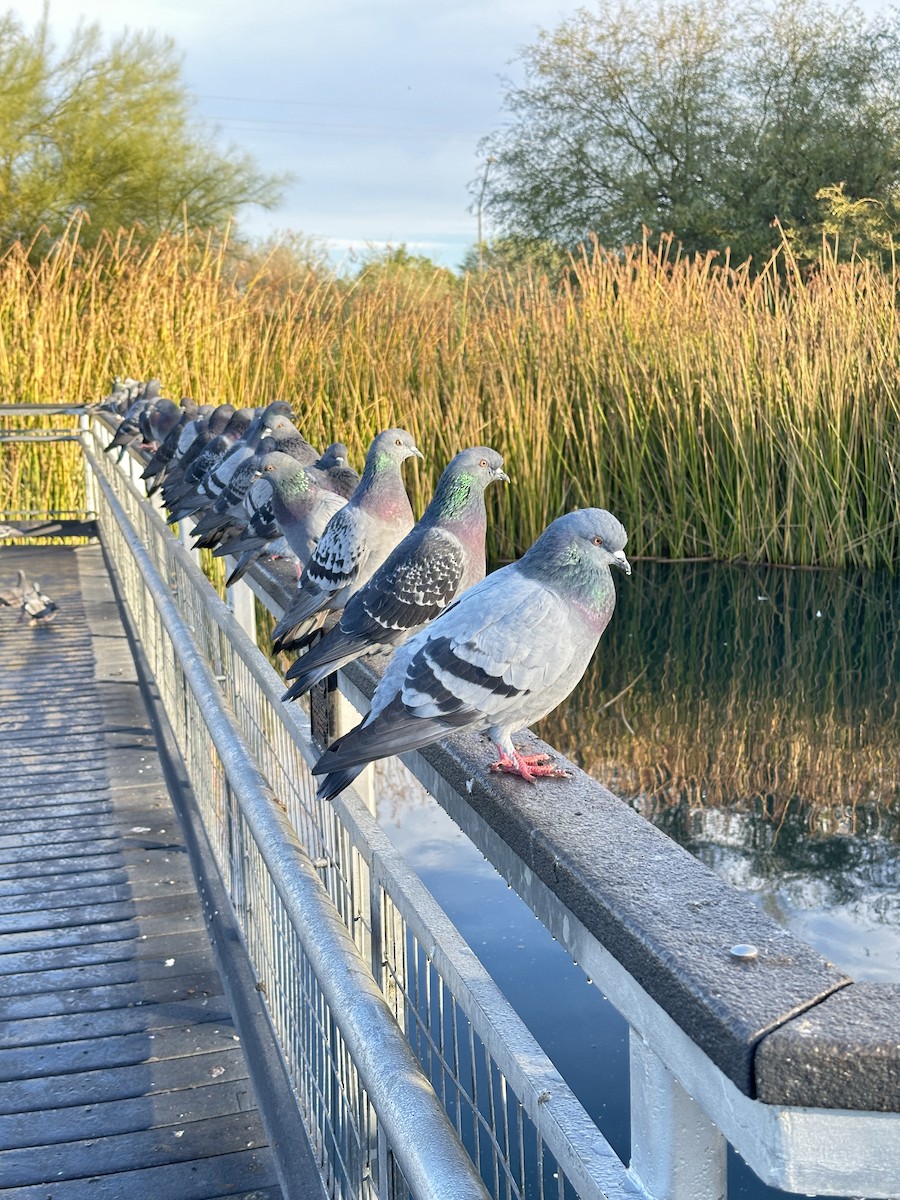 Haitz-usoa (etxekoa) - ML645969475