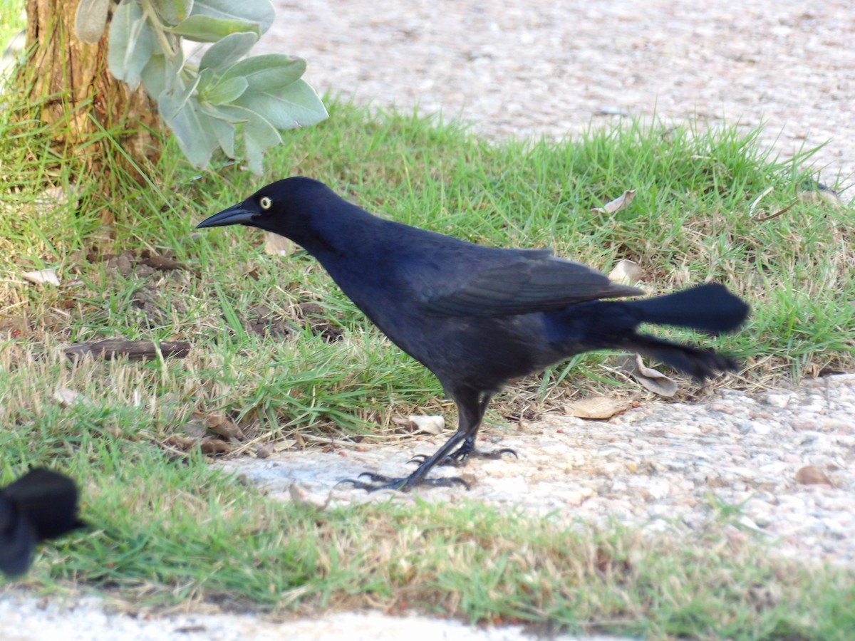 Greater Antillean Grackle - ML645969476