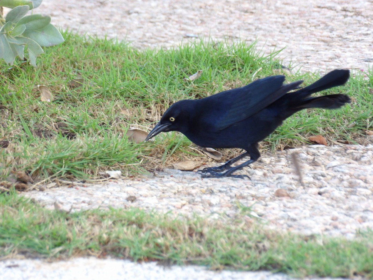 Greater Antillean Grackle - ML645969477