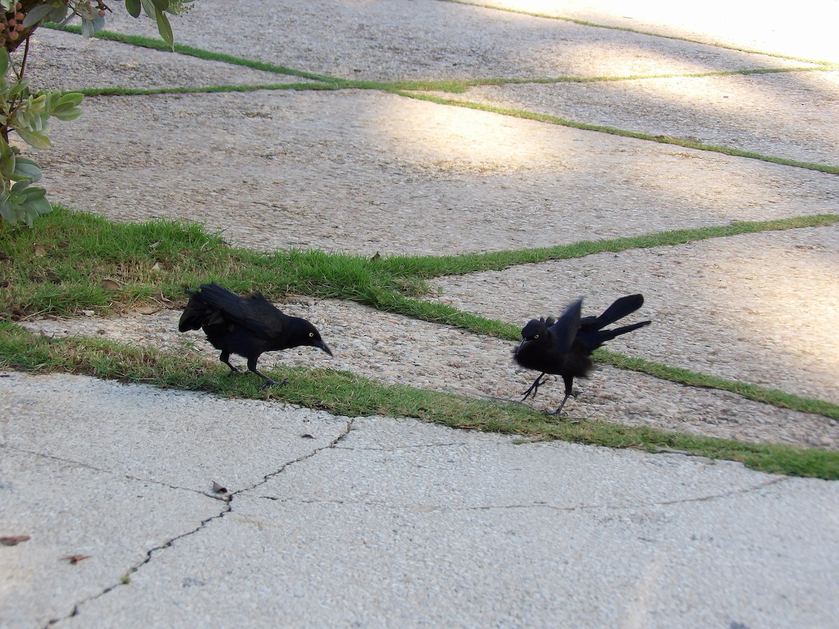 Greater Antillean Grackle - ML645969478