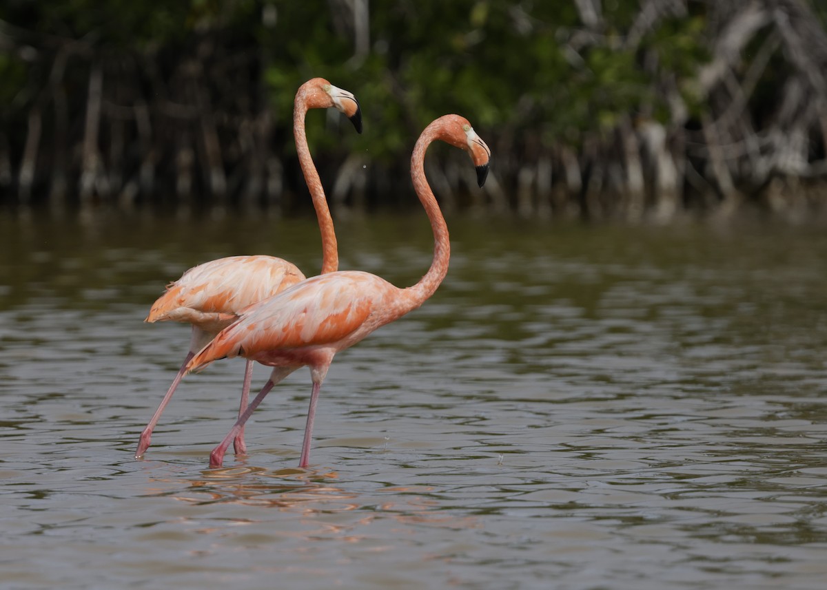American Flamingo - ML645969480