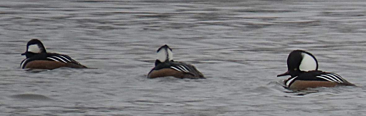 Hooded Merganser - ML645969481