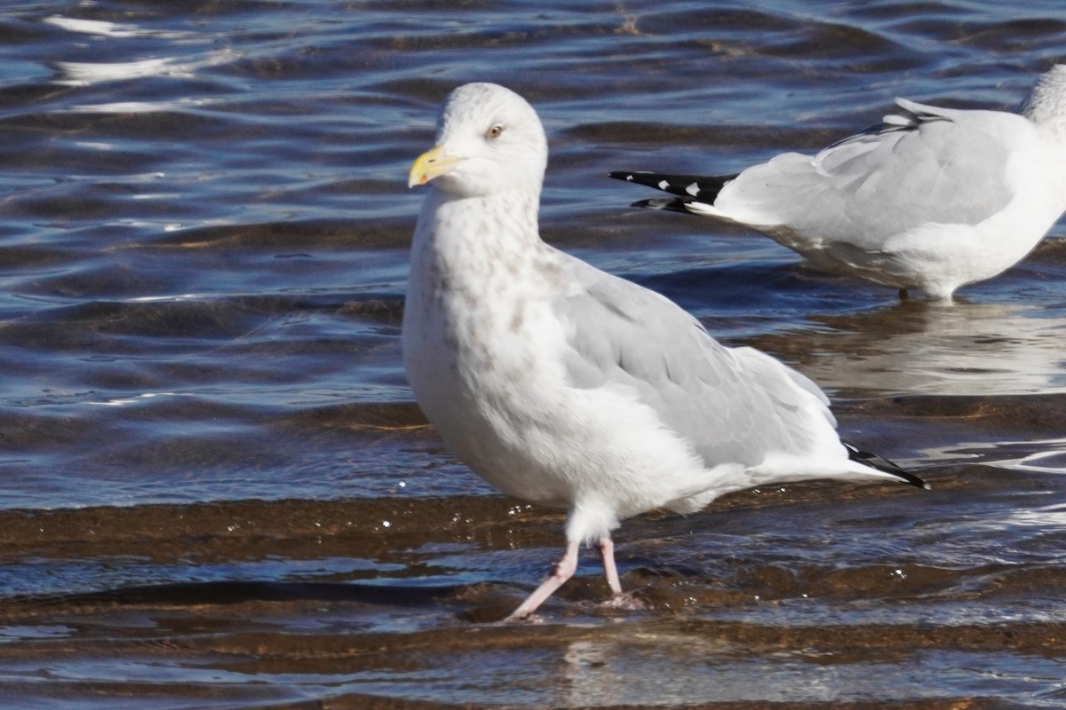 American Herring Gull - ML645969482