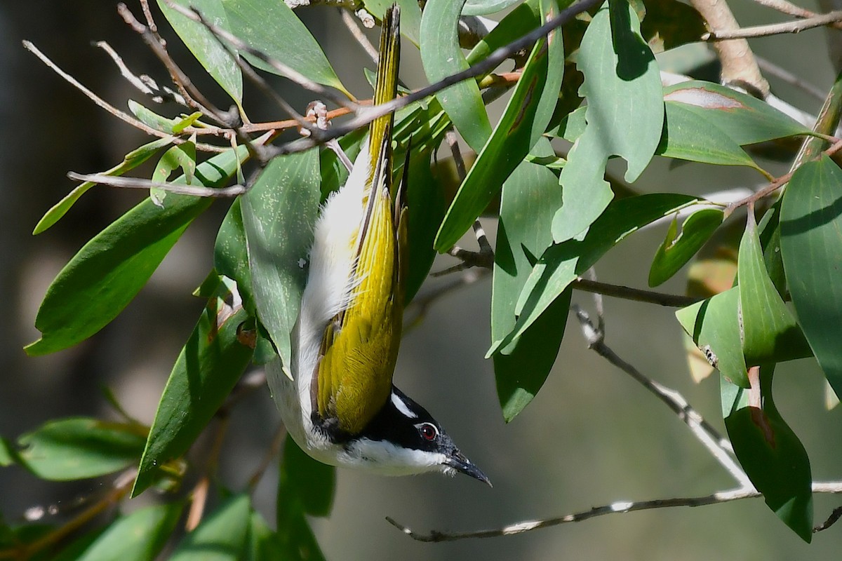 hvitstrupehonningeter - ML645969490