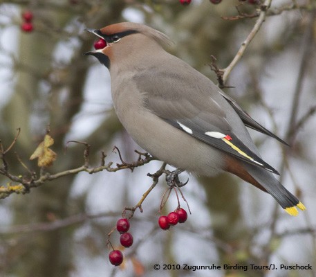 Bohemian Waxwing - ML645969492