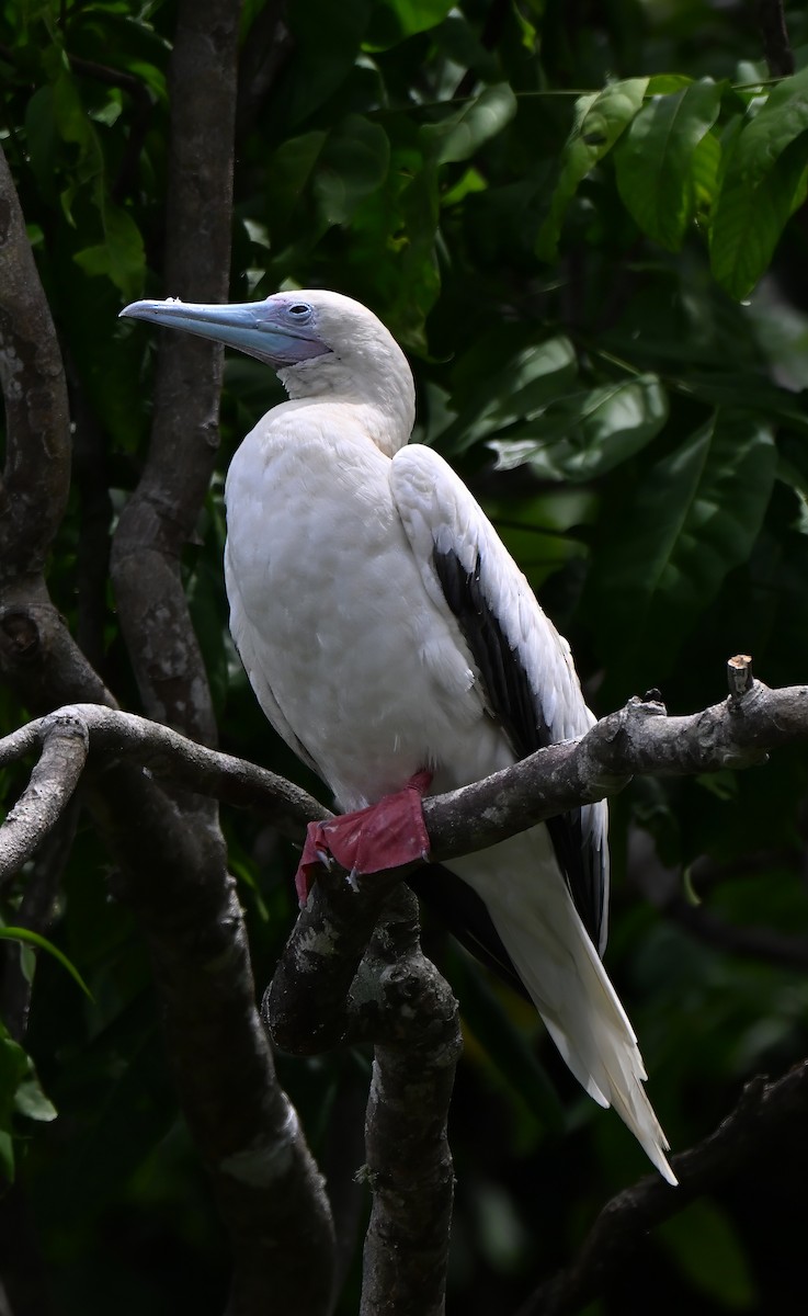 rødfotsule - ML645969493