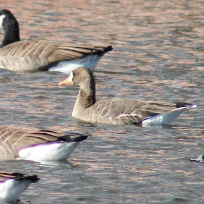 tundragås - ML645969494