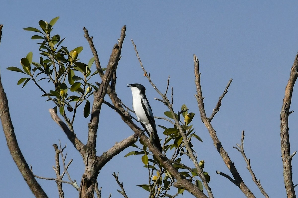 hvitvingetrillefugl - ML645969495