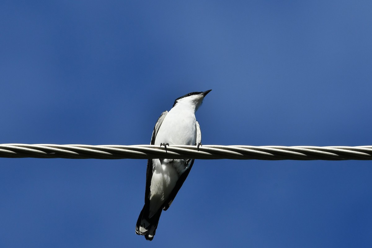 hvitvingetrillefugl - ML645969496