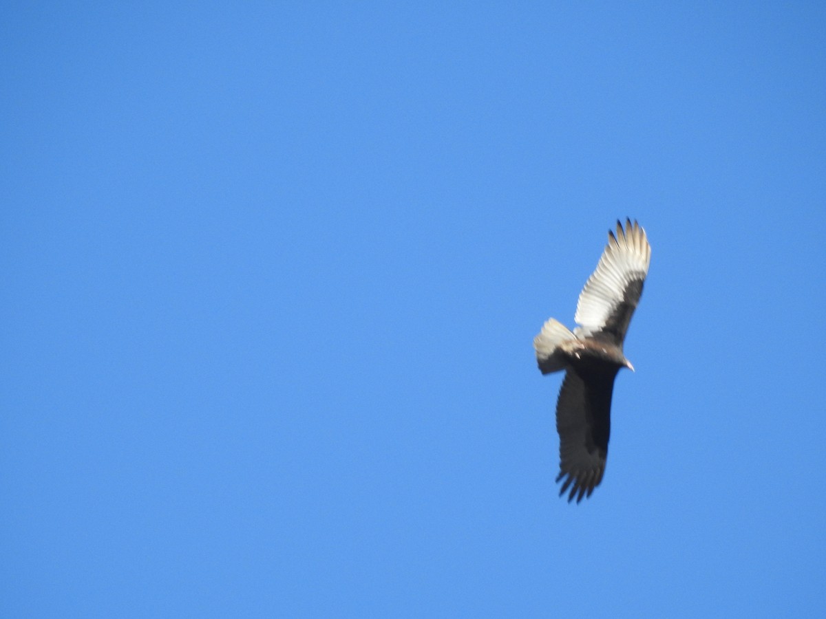 kalkunkondor - ML645969497