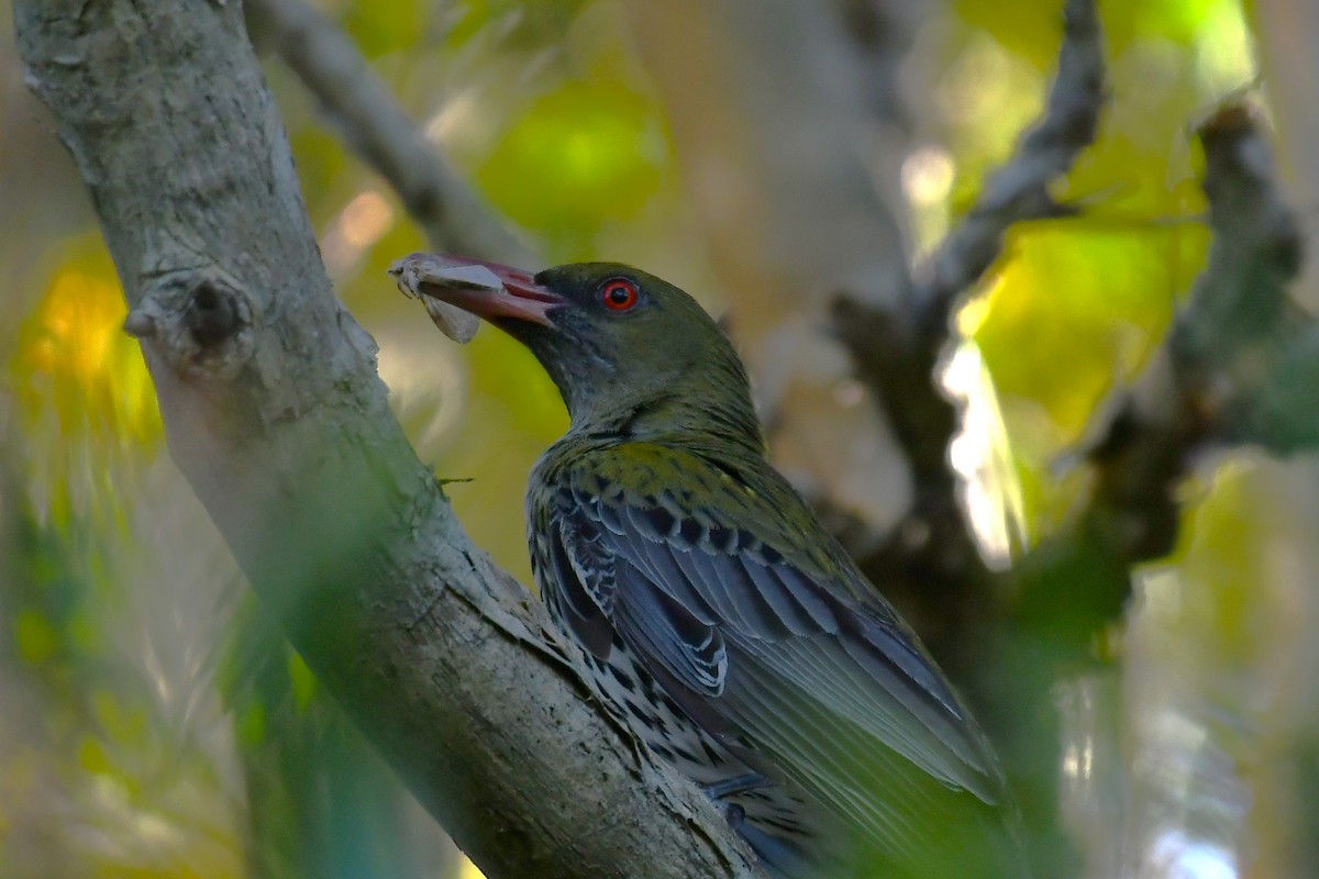 tårepirol - ML645969499