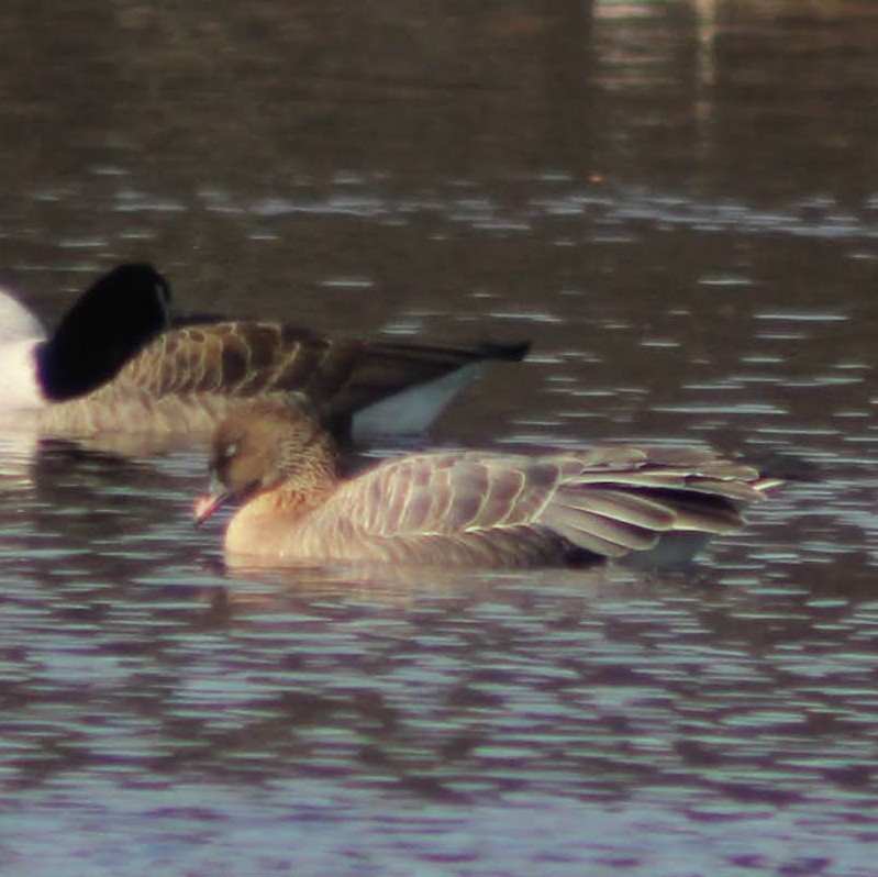 kortnebbgås - ML645969500