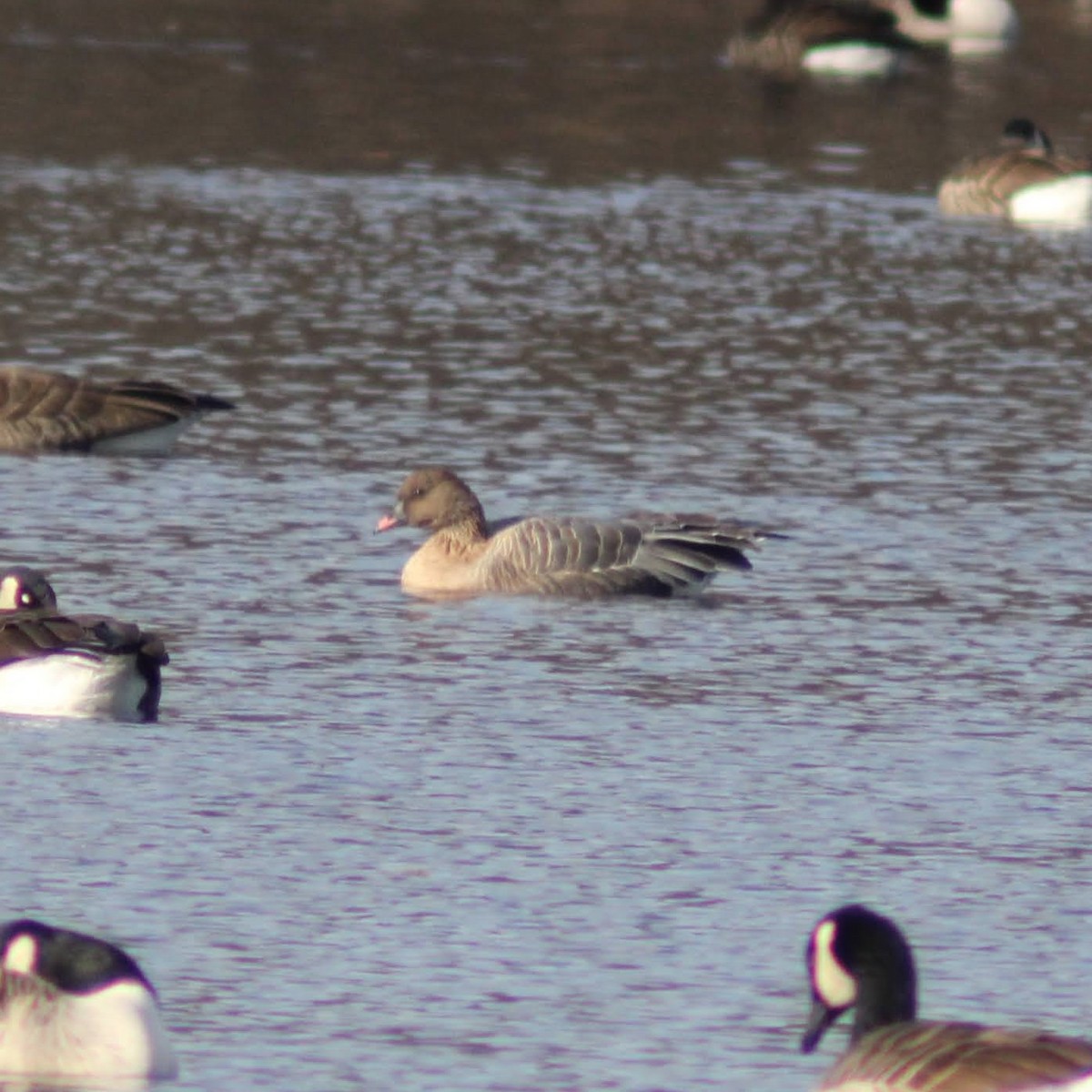 kortnebbgås - ML645969501