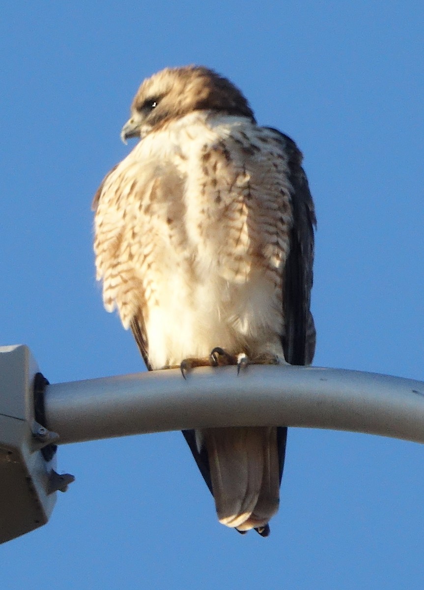 Red-tailed Hawk - ML645969504
