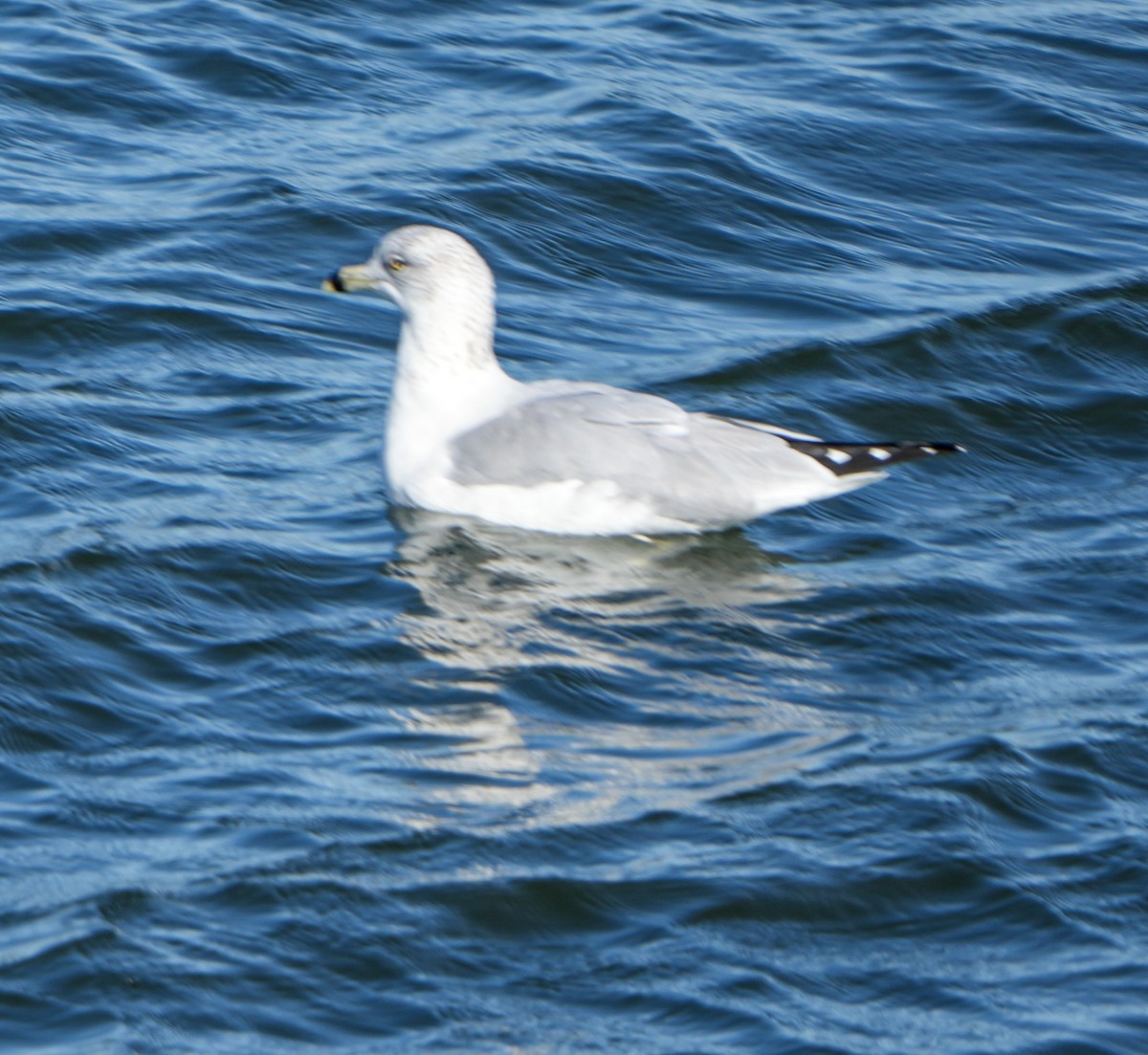 ringnebbmåke - ML645969505