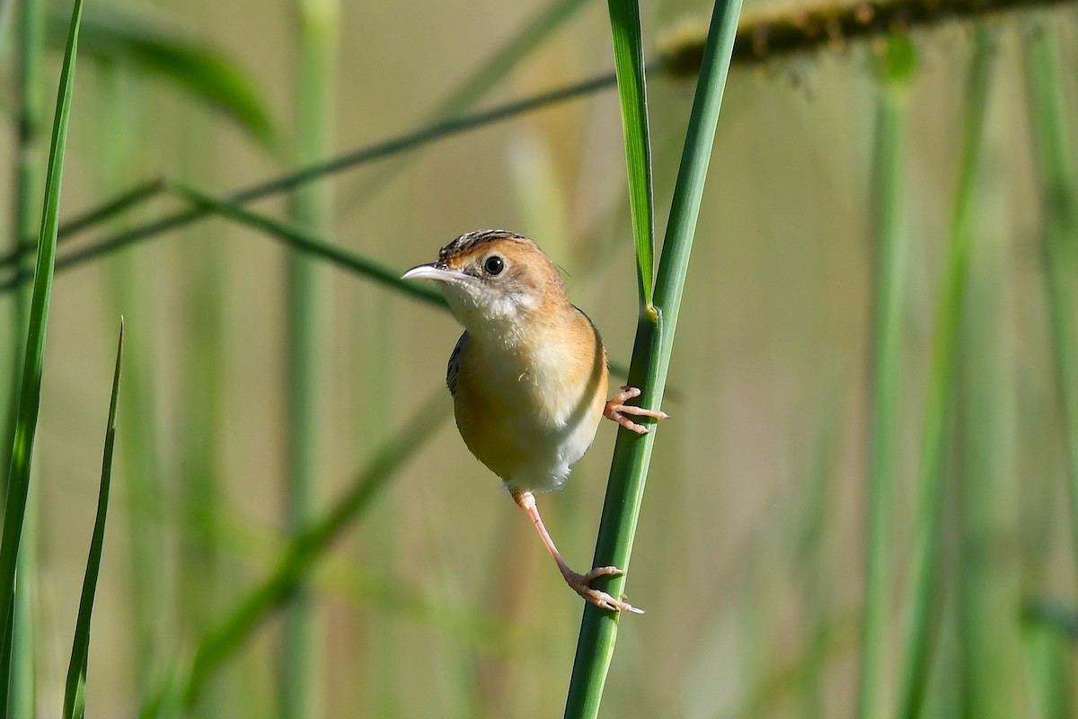 gyllengressanger - ML645969507