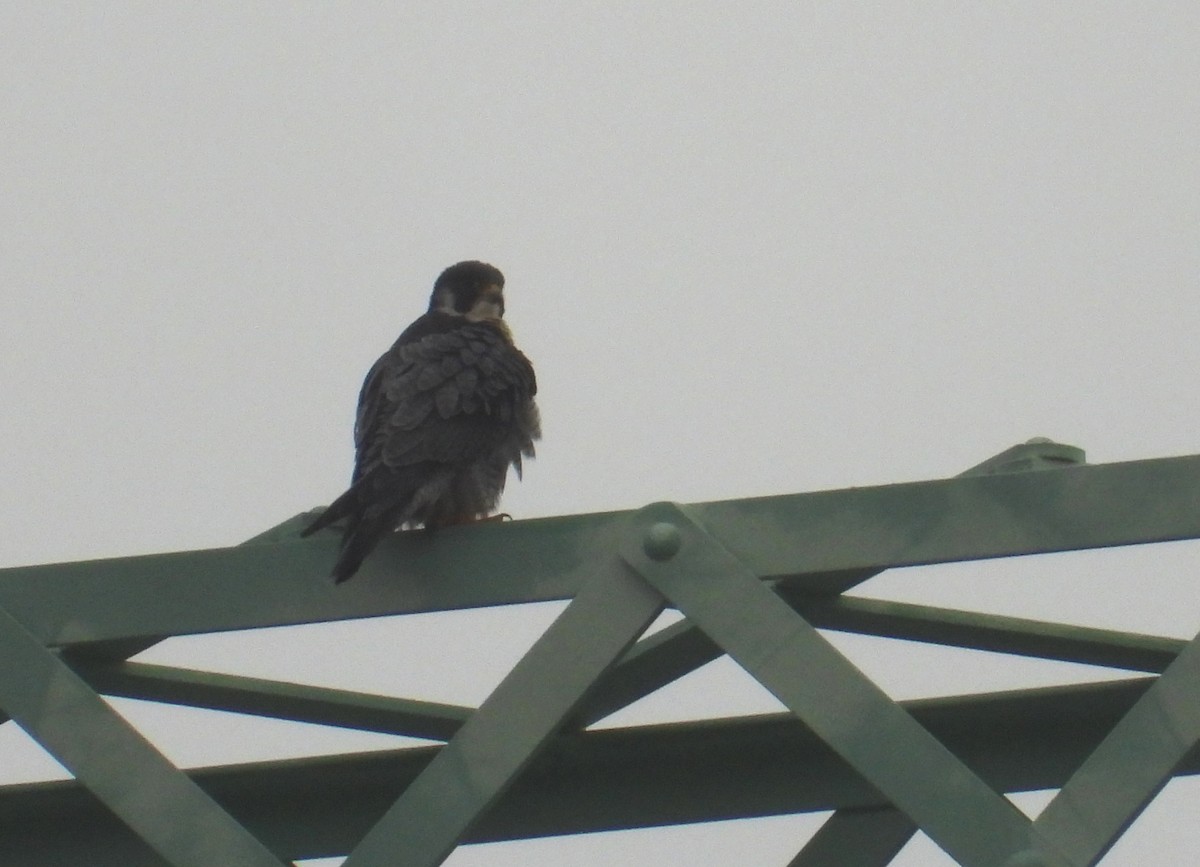 vandrefalk - ML645969509