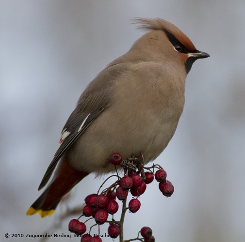 Bohemian Waxwing - ML645969510