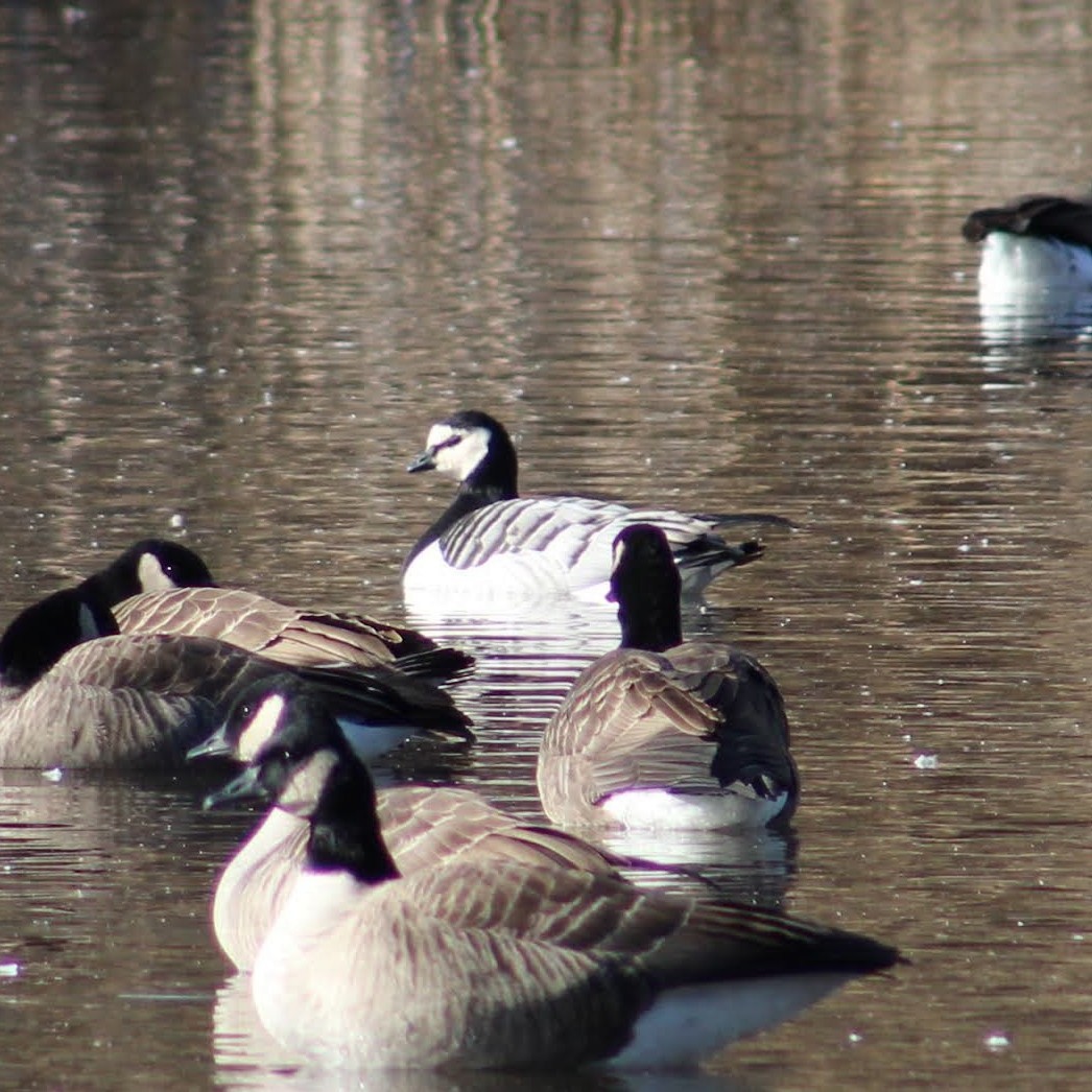 hvitkinngås - ML645969511